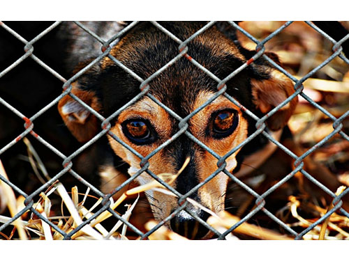 Dėl žiauraus elgesio su gyvūnais teisiami jų savininkai turėtų sumokėti už gyvūnų globėjų patirtas išlaidas
