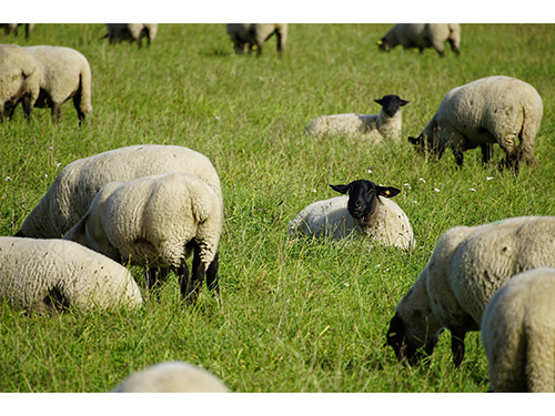 Patvirtinti išmokų už mėsinį galviją, avį ir ožką dydžiai
